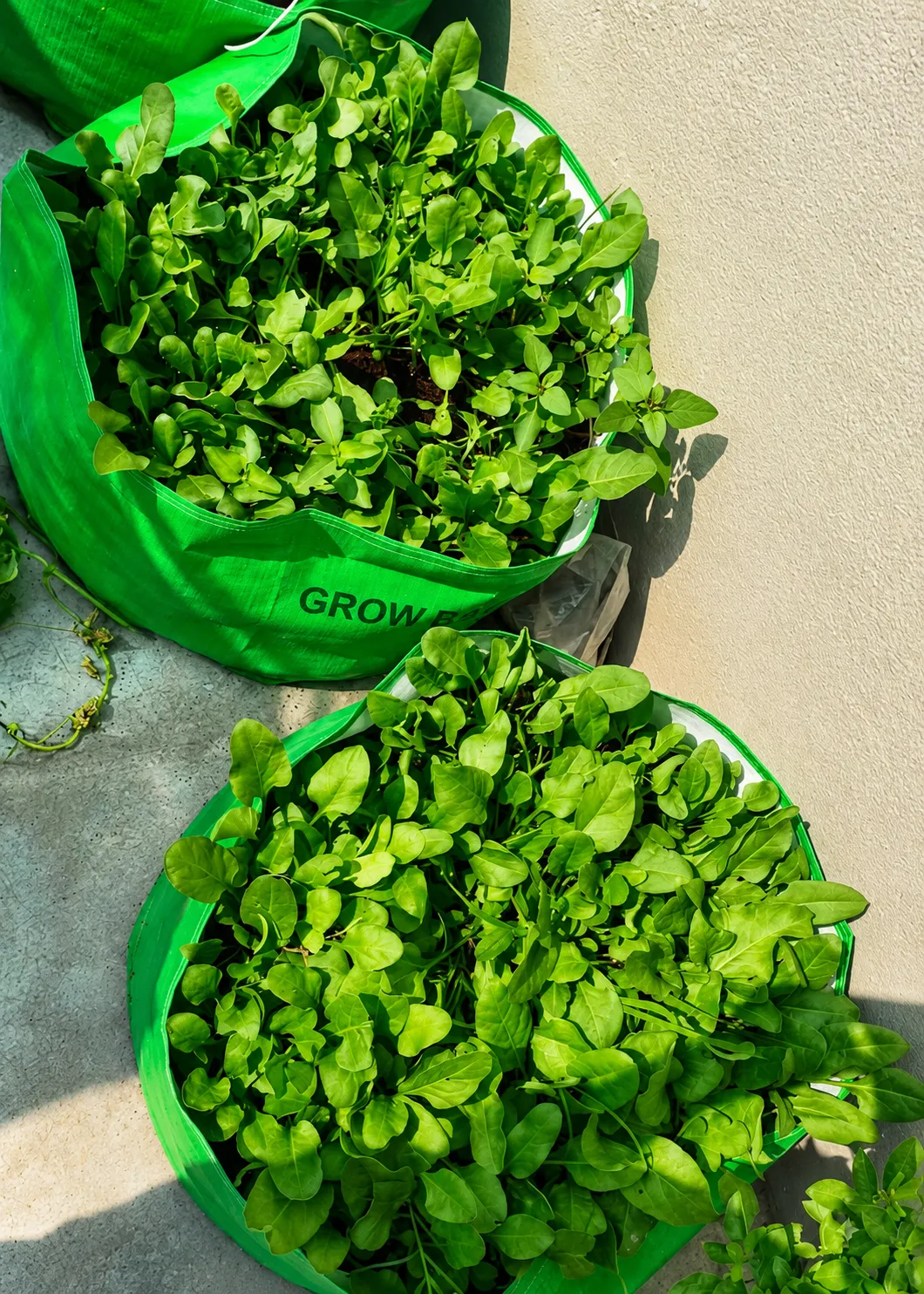 Vegetable Cultivation by Shraman Organics