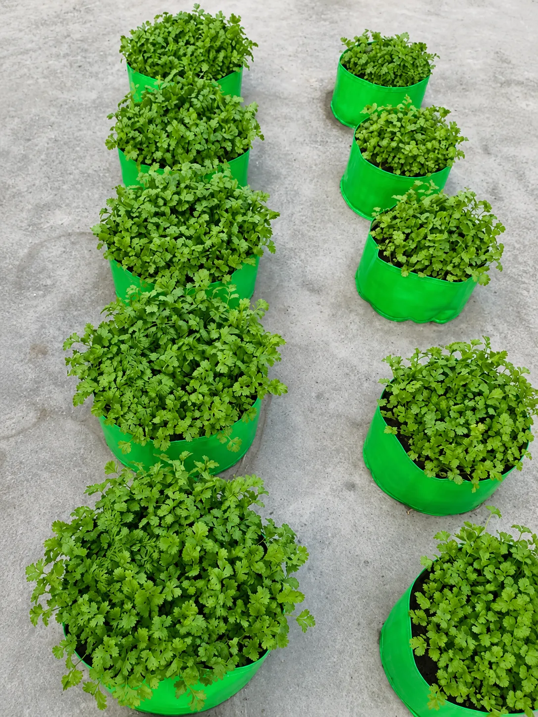 Green Terrace Garden by Shraman Organics