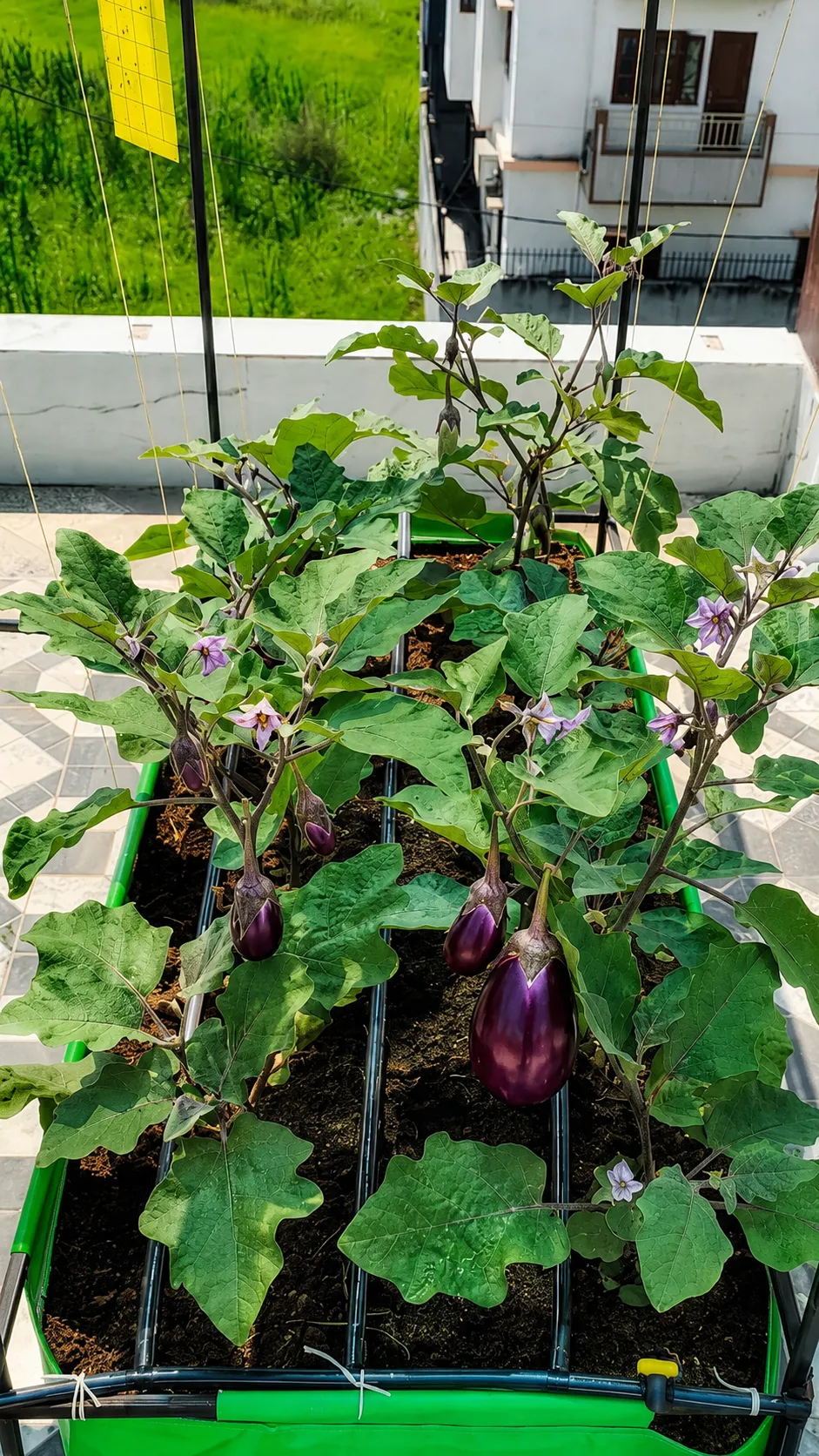 Brinjal Cultivation by Shraman Organics