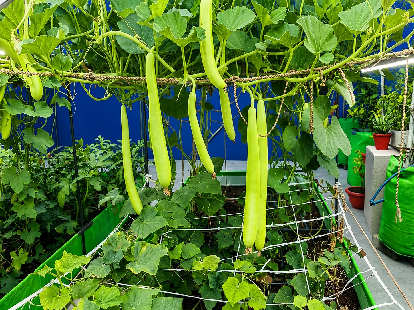Climbers and Fruit Plants by Shraman Organics