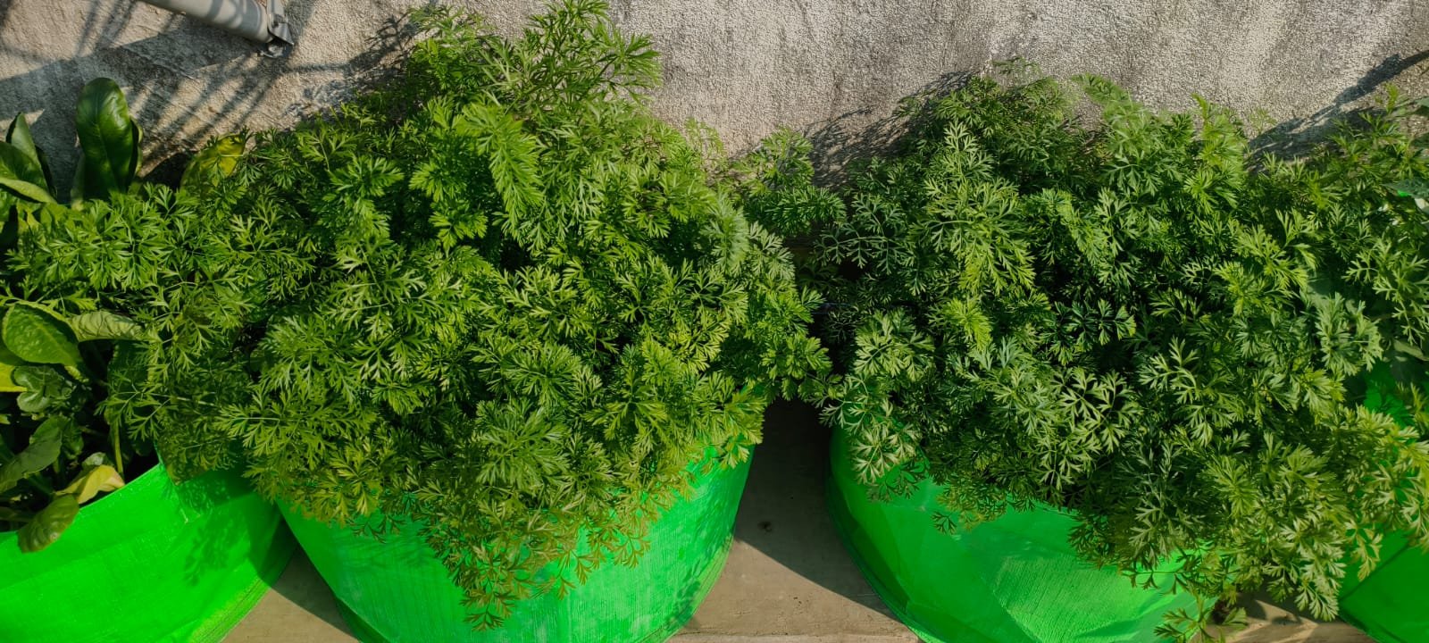 Shraman Organics rooftop project 29