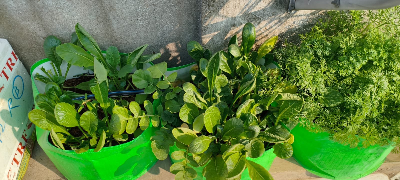 Shraman Organics rooftop project 30
