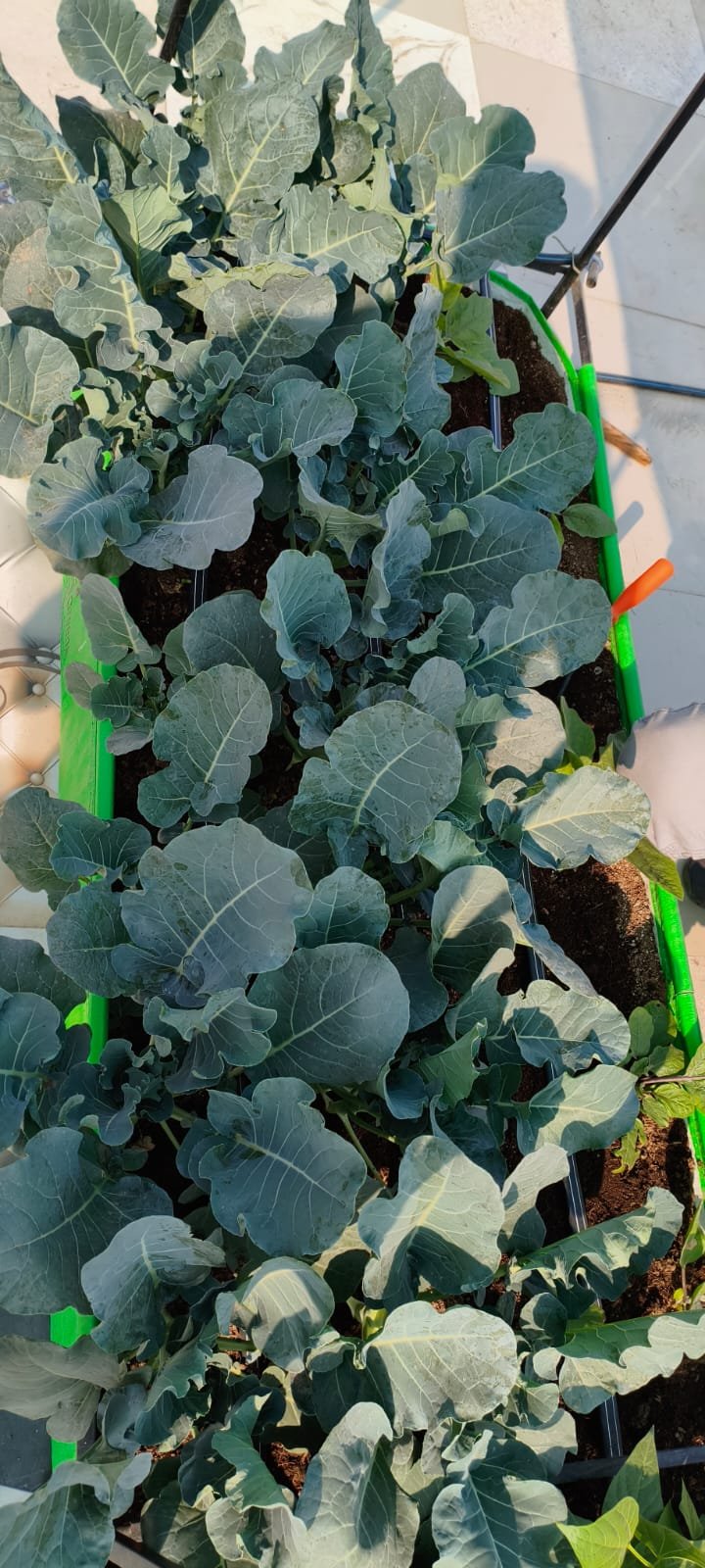 Shraman Organics rooftop project 31