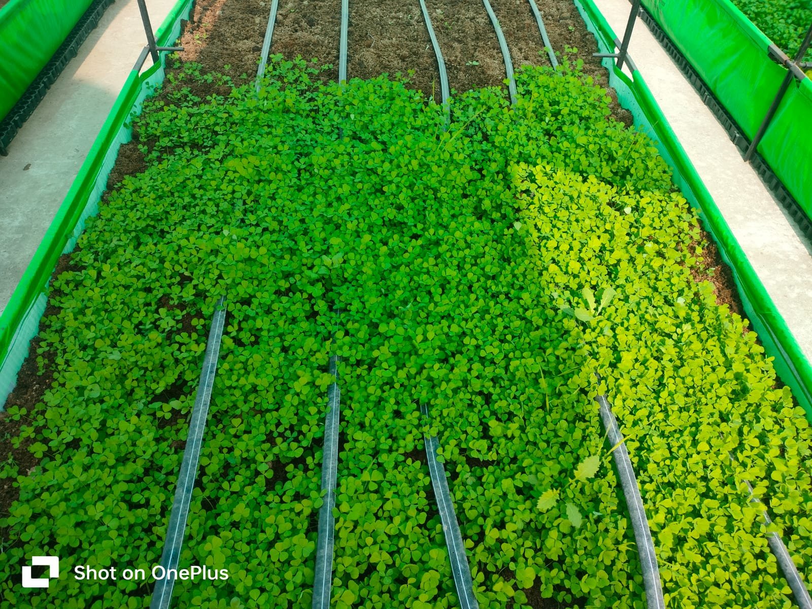 Shraman Organics rooftop project 33