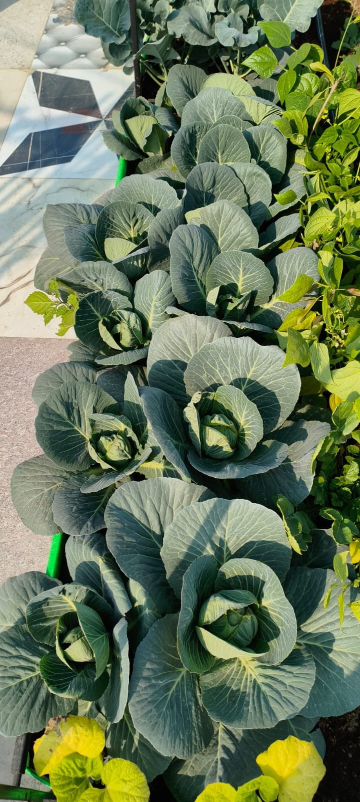 Shraman Organics rooftop project 34